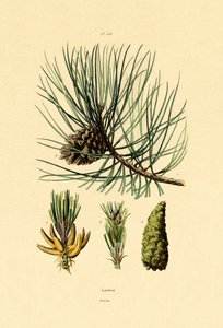 European Black Pine by French School